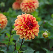 Dahlia American Sunset White Flower