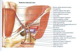 The groin region consists of ligaments, tendons, muscles and fascia all of which attach to the pubic bone. Http Pdf Posterng Netkey At Download Index Php Module Get Pdf By Id Poster Id 101397