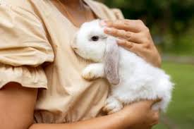 bunny safe