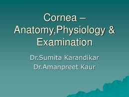 ppt cornea anatomy physiology