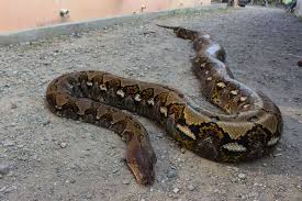 Cara mencegah ular masuk ular selanjutnya ialah dengan memasang tiang bertengger. Jangan Panik Berikut 4 Cara Mencegah Ular Masuk Rumah Halaman All Kompas Com