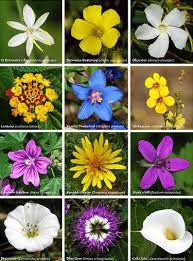 flowers names in english list of 50