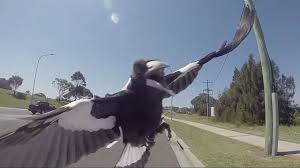 stop magpies ing riders
