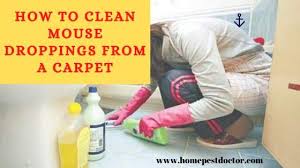 how to clean mouse droppings from your