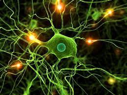 Confederación Farmacéutica Argentina – Las células gliales, no las  neuronas, son las más afectadas por el envejecimiento cerebral