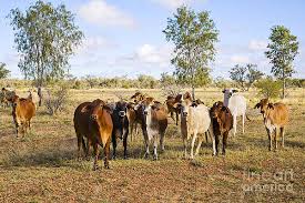 The brahman cattle is a very popular breed in it's native area and some other countries around the world. Brahman Cattle Photographs Fine Art America