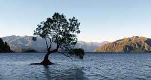 Liquid water, necessary for life as we know it, is not known to exist on any. Lone Tree In Water Picography Free Photo