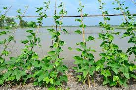 Pole Bean Supports Top Tips On Options