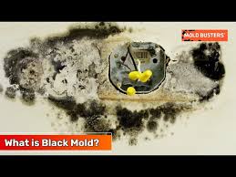 Black Mold Pictures Causes And Signs