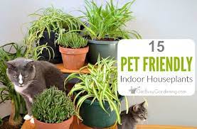 15 pet friendly indoor houseplants