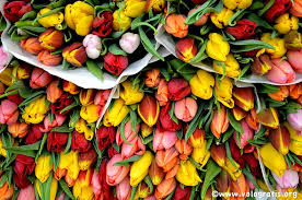 È costituito da statica blu e gialla, chicchi di grano secchi e altri fiori misti. Tulipani Al Mercato Dei Fiori Di Utrecht