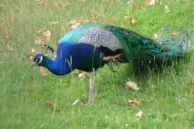 Image result for peacock its beak and eating habit