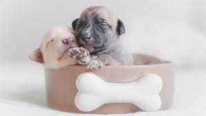 Where do you begin, and what is the best puppy food to buy? Best Dry Food For Puppies The Best Dry Food For Your Growing Pup