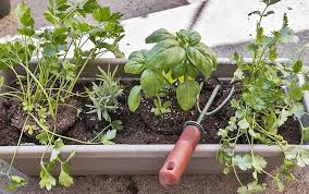 How To Grow Plants Without A Garden