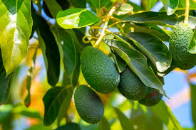 avocado nutrition what are the health