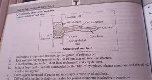 q 7 describe structure of root hair