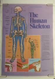 Great for artists and students studying human anatomy. Vintage Poster The Human Skeleton Muscles Of The Human Body Anatomy Chart 80 S Ebay
