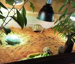 how to decorate a tortoise enclosure a