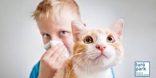 cat allergies turó park clinics