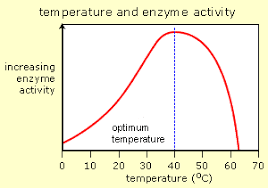 Biology Ordinary Level Notes Enzymes And Temperature