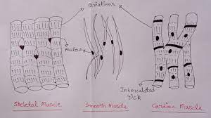 Smooth muscle histology and diagram (inlet). How To Draw Skeletal Smooth And Cardiac Muscle Diagram Types Of Muscles Muscle Drawing Youtube