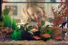 5 Fish Tank Design Tips For A Captivating Aquarium | Petbarn gambar png