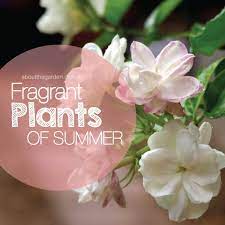 Fragrant Plants For Summer Gardens