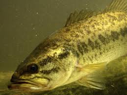 Find over 100+ of the best free largemouth bass images. Largemouth Bass Visitmaryland Org