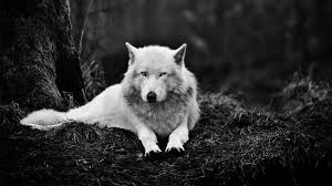 Wolf Wallpaper Night / Wolves Night ...