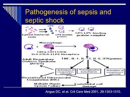 Sepsis To Septic Shock Sepsis Pathophysiology Septic
