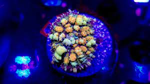 Get the best deals on beginner marine aquarium coral & live rock mushroom corals when you shop the largest online selection at ebay.com. Powerball Bounce Mushroom 3 Reef 4 Sale