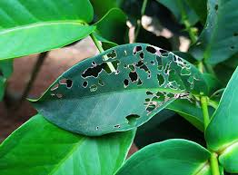 Plant Disease Identification And