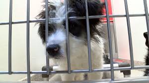 Our vision is a home for every pet. Pima Animal Care Center Waives Adoption Fees For Some Pets