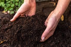 using manure in your vegetable garden