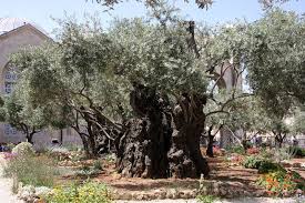 garden of gethsemane nowadays
