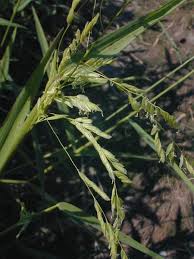 Rice Cutgrass (Leersia oryzoides)
