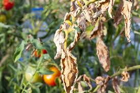 Maybe you would like to learn more about one of these? Tomato Blight Treatment And Prevention Tips Gardener S Path