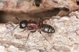 the best method to kill carpenter ants