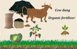 compost cow manure for organic fertilizer