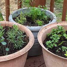 Growing Herbs In Containers Themes For