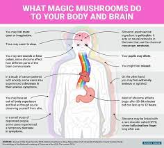 However, the drugs can remain in the system longer than a day, depending on several factors. Mental And Physical Effects Of Magic Mushrooms