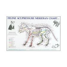 Acupuncture Meridian Charts