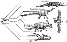 How Did Dinosaurs Evolve Over Time Best Dinosaur Images 2018