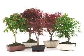 how to choose your maple bonsai