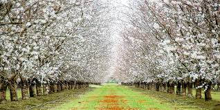 Where can I see almond bloom?