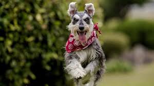 miniature schnauzer wallpapers backiee