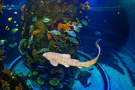 poema del mar aquarium bezoek en