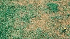How To Identify Lawn Diseases Scotts