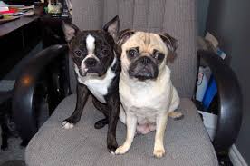 how much is a boston terrier pug mix