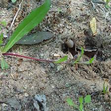 Hieracium caespitosum (yellow hawkweed): Go Botany
